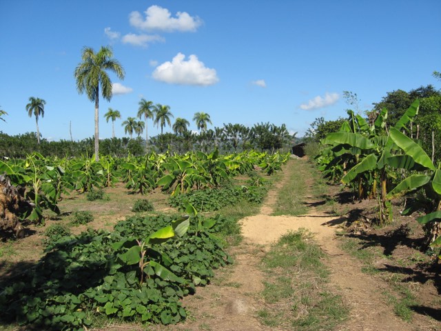 Campo de plátano en La Joya, República Dominicana
